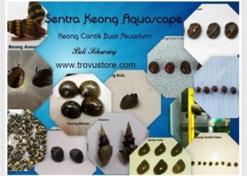 Suplier Keong Aquascape Pangandaran